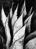 Agave Leaves