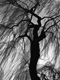 Buy Weeping Willow, Oregon, 1975 at AllPosters.com