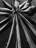 Buy Leaf, Hawaii, 1978 at AllPosters.com
