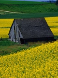 Buy Barn in Rape Seed Field at AllPosters.com
