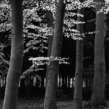Buy Beech Forest at AllPosters.com