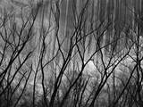Buy Trees at the Base of a Cliff at AllPosters.com
