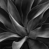 Buy Century Plant at AllPosters.com