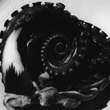Octopus Tentacle