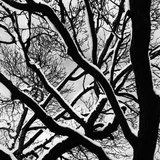 Buy Snow Covered Tree Branches at AllPosters.com
