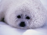 Buy Harp Seal Pup with Snow on Fur at AllPosters.com