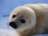 Harp Seal Pup