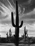 Saguaros, Arizona