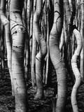 Trees, 1972