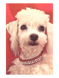Poodle with Diamond Collar
