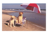 White Labradors at the Beach