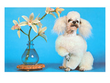 Poodle with Orchids, Retro