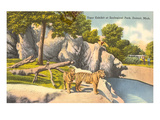 Tigers in Zoo, Detroit, Michigan