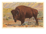 Buffalo, Yellowstone Park, Montana