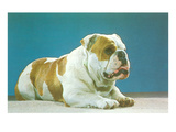 English Bulldog