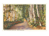 White Birches, New Hampshire