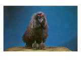 Trimmed Black Poodle with Bow