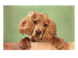 Cocker Spaniel Puppy