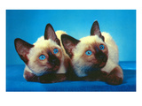 Siamese Kittens