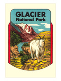 Glacier National Park, Rocky Mountain Goat, Montana