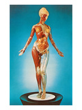 Buy Transparent Woman Showing Internal Organs at AllPosters.com
