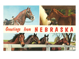 Horses, Greetings from Nebraska