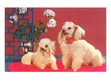 Two Poodles