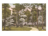 Buy Deer Park, Pinehurst, North Carolina at AllPosters.com