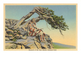 Buy Indian with Bent Pine, Glacier Park, Montana at AllPosters.com