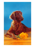 Irish Setter with Flowers