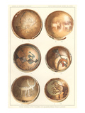 Hopi Polychrome Pottery from Sikyatki