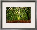 The Bamboo Forest