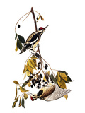 Buy Audubon: Sapsucker, 1827-38 at AllPosters.com