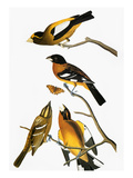 Buy Audubon: Grosbeak at AllPosters.com