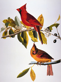 Audubon: Cardinal