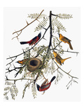 Buy Audubon: Oriole at AllPosters.com