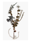Audubon: Warbler, 1827-38