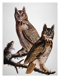 Audubon: Owl