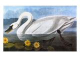 Buy Audubon: Swan, 1827 at AllPosters.com