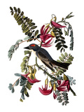 Buy Audubon: Kingbird, 1827-38 at AllPosters.com