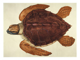 Buy Loggerhead Turtle, 1585 at AllPosters.com