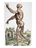 Buy Vesalius: Muscles 02, 1543 at AllPosters.com