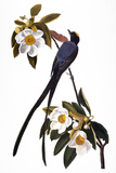 Audubon: Flycatcher, 1827