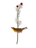 Audubon: Warbler, 1827