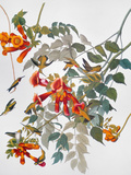 Audubon: Hummingbird