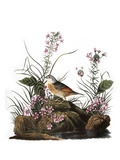 Audubon: Sparrow, 1827-38