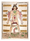 Bloodletting Chart, 1493