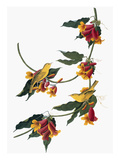 Audubon: Vireo, 1827-38