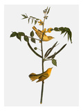 Audubon: Warbler, 1827-38
