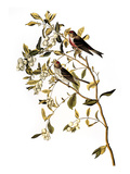 Buy Audubon: Redpoll, 1827 at AllPosters.com